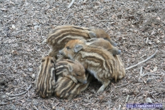 Man kann es kaum glauben, aber der Sauhaufen gehört auch zu Pauls Freunden.