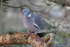 Das ist die Ulli, sie behauptet Aschenputtel zu kennen. 