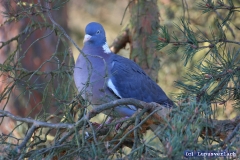 Die Ulli schaut wieder nur neugierig zu, was die beiden machen. Ich glaube sie ist ein Spanner. 