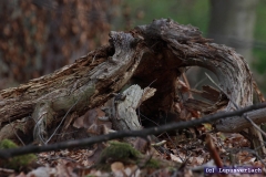 Die neue Wohnung von Peter der Maus. Prachtbau, gelle. 