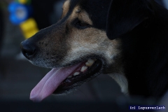 Der Charly, der hat Paul auch zum fressen gerne. Paul mag ihn aber nicht.