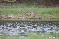 Das ist ihr Jagdrevier. 