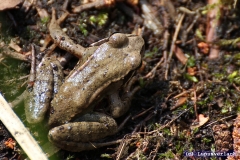 Hier sehen wir den Klaus, aber er hat kein leichtes Leben hier. Die Nachbarn .... 