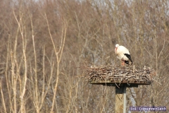 Der Udo hat den Klaus zum fressen gerne, was dem Klaus gar nicht gefällt. 