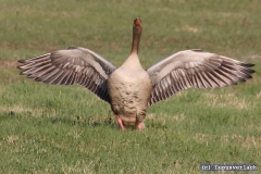 Obwohl die Nachbarn recht laut sind. 
