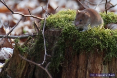 Das ist der beste Freund von Paul, der Peter. 