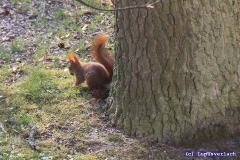 Da hockt er nun und wartet auf irgendwas ... 