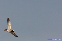 Die Helga hält sich ab und zu für die Möwe Jonathan. Sie soll mal ihren Traum weiter Träumen. Ich sage es ihr jedenfalls nicht. 
