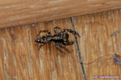 Da ist Thekla gerade auf der Flucht, sie hat Angst vor mir. 