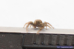 Ja und nicht zu vergessen die Thekla. Aber die hat keine Freunde hier ..... warum auch immer. Da überfällt sie gerade meinen Laptop. 