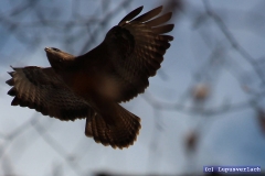 Ohje, den mag Paul nicht, Peter mag ihn nicht. Den mag von Pauls Freunden irgendwie keiner. 