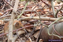 Ja und hier, bei der süßen Maus muss man gratulieren, sie hat heute Geburtstag. Also herzlichen Glückwunsch zum Geburtstag liebe Ulli. 