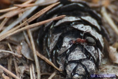 Das mag Paul gar nicht, dass da jemand über sein Essen krabbelt. 