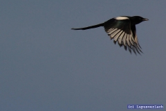 Die ist auch nicht sehr beliebt, die Elvira. Angeblich leidet sie an Kleptomanie. 