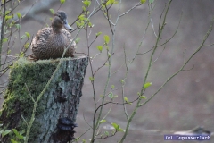 So manch ein Auewaldbewohner mag das Wasser nicht und schläft daher auf dem Baum. Mh... sogar die Petra lieber auf nem Baum? Wie, ach so, sie war gerade im Nagelstudio und will das nicht versauen. 