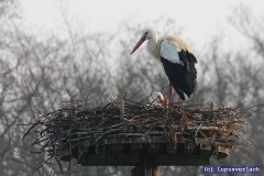Die Zwei brüten doch irgendetwas aus, oder? 