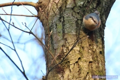 Der Herbert, Spitzname Conan, irgendwas sucht der doch. 