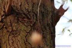 Ja und seine neugierige Tante Lisbeth, Menschen hängen mit nem Kissen unter Arm am Fenster, sie schaut eben hinter dem Baum hervor. 