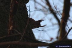 Da isser wieder, Pauls Cousin, heimlich lunzen wollen. Ätsch, Walter, wir sehen dich dennoch .... 