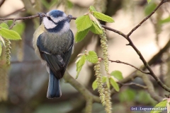 Jo, deswegen Spitzname Conan, hier ist Herbert dabei, seine Muckis mit Klimmzügen zu trainieren. Angeber .... 