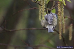 Herbert, also bitte .. tz tz 