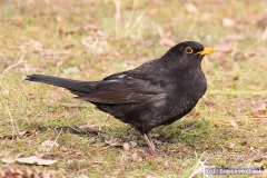 Die Friedericke, der ist das alles sowas von egal. 