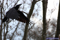 Der Rudolf, der ist sehr fleißig und will ein schönes Eigenheim für seine Frau bauen. 