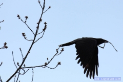 Ihm ist keine Arbeit zu schwer dafür. 