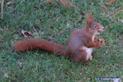 Wer sagt das Paul nicht lachen kann, hier der Beweis. Auch wenn es etwas unscharf ist. Man kann es deutlich erkennen.