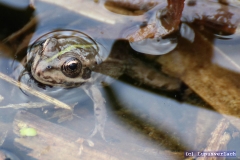Aber der Norbert weiss sich zu verstecken. 