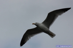 Und da ist sie ja, Möwe Jonathan.