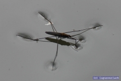 Ja ja, die Sabine, da sieht man wie sie das Wasser eindrückt. Sie ging dann zu den weight watchers.