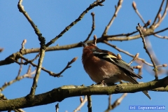 Der hat Willi gehört und schon hält er ausschau nach ihm.