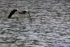 Die Elke hingegen ist eher ein Tiefflieger.