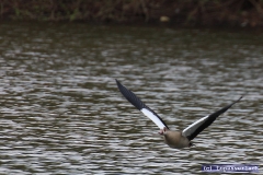 Aber das mit einer Eleganz die seines gleichen sucht, in ihrer Art.
