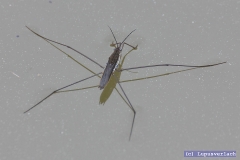 Wie man sehen kann, hat das der Sabine geholfen. Das Wasser ist nicht mehr so eingedrückt.