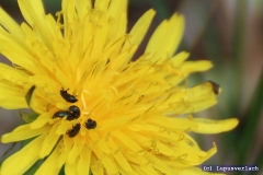 Selbst in der Insektenwelt ist der Frühling angekommen ....