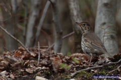 Die Annette auf der suche nach Futter.