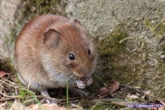 Och ja, der Thomas. Auch ständig am futtern.