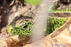 Neugierig posiert er dann doch für die Kamera.