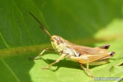 Das ist Flip. Der philosophiert gerne mit Paul.  Flip meint, sein anderer Freund der Willi, wäre damit überfordert.