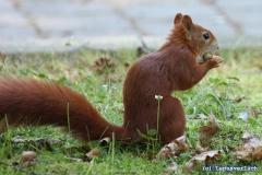 Wobei Nüsse essen doch schöner ist.