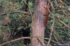 Dem schwarzen Vogel passt es nicht das Paul hier wohnt.