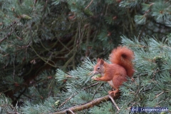 Das ist Paul, Paul sehe ich jeden Morgen wenn ich auf dem Balkon meinen Kaffee trinke. 